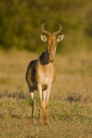 Hartebeest