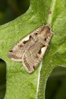 Hebrew Character
