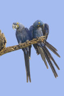 Hyacinth Macaw
