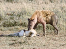 Hyena