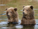 Bear Cubs