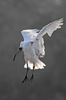 Ibis Landing