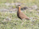 Indian Courser