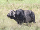 Water Buffalo