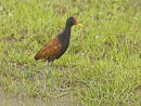 Wattled Jacana