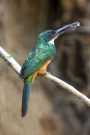 Rufous tailed Jacamar