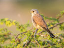 Kestrel