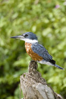 Ringed Kingfisher