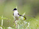 Long tailed Flycatcher