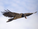 LammergeierJuvenile 3