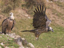 Lammergeier and Griffon juvenile