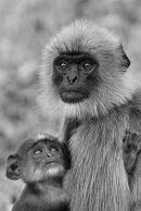 Langurs