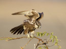 Lanner Falcon