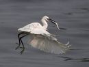 Little Egret fishing