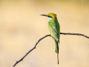Little green bee eater