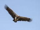 Lappet faced Vulture