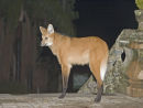 Maned Wolf