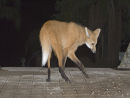 Maned Wolf