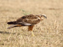 Marsh Harrier