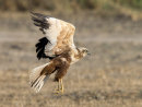 Marsh Harrier 1