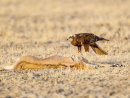 Marsh Harrier on Nilgi Calf