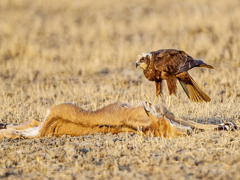 Marsh Harrier on Nilgi Calf