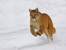 Mountain Lion