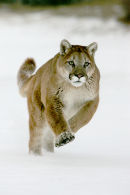 Mountain Lion