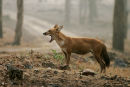 Dhole