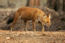 Dhole