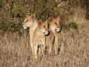 Lion Cubs