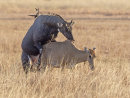 Nilgi Mating