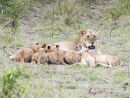 Lioness feeding pride