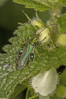 Oedemera Nobilis