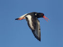 Oystercatcher Calling