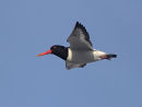 Oystercatcher