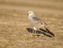 Pallid Harrier