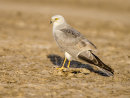 Pallid Harrier