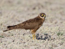 Pallid Harrier female