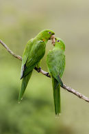 White eyed Parrakeets