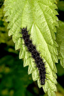 Peacock Larva