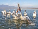 Pelicans Feeding