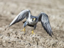 Peregrine 2