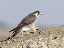 Peregrine