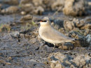 Pratincole