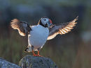Backlit Puffin