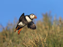 Puffin