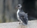 Puffling