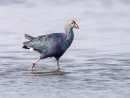 Purple Swamp Hen