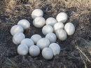 Ostrich Nest